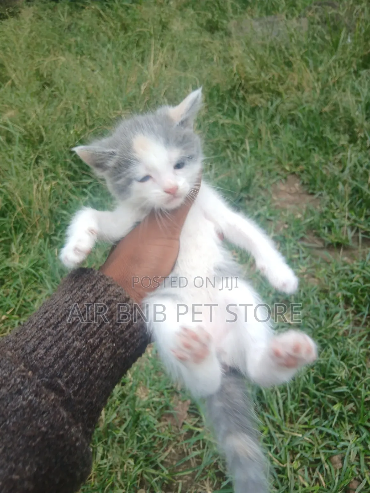 1-3 months Female Purebred American Wirehair