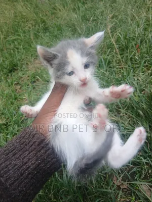 1-3 months Female Purebred American Wirehair