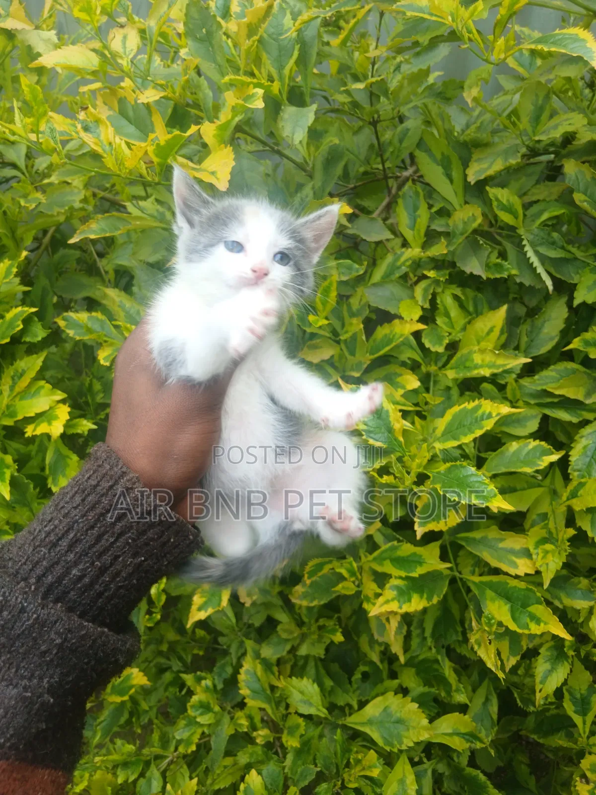 1-3 months Female Purebred American Wirehair