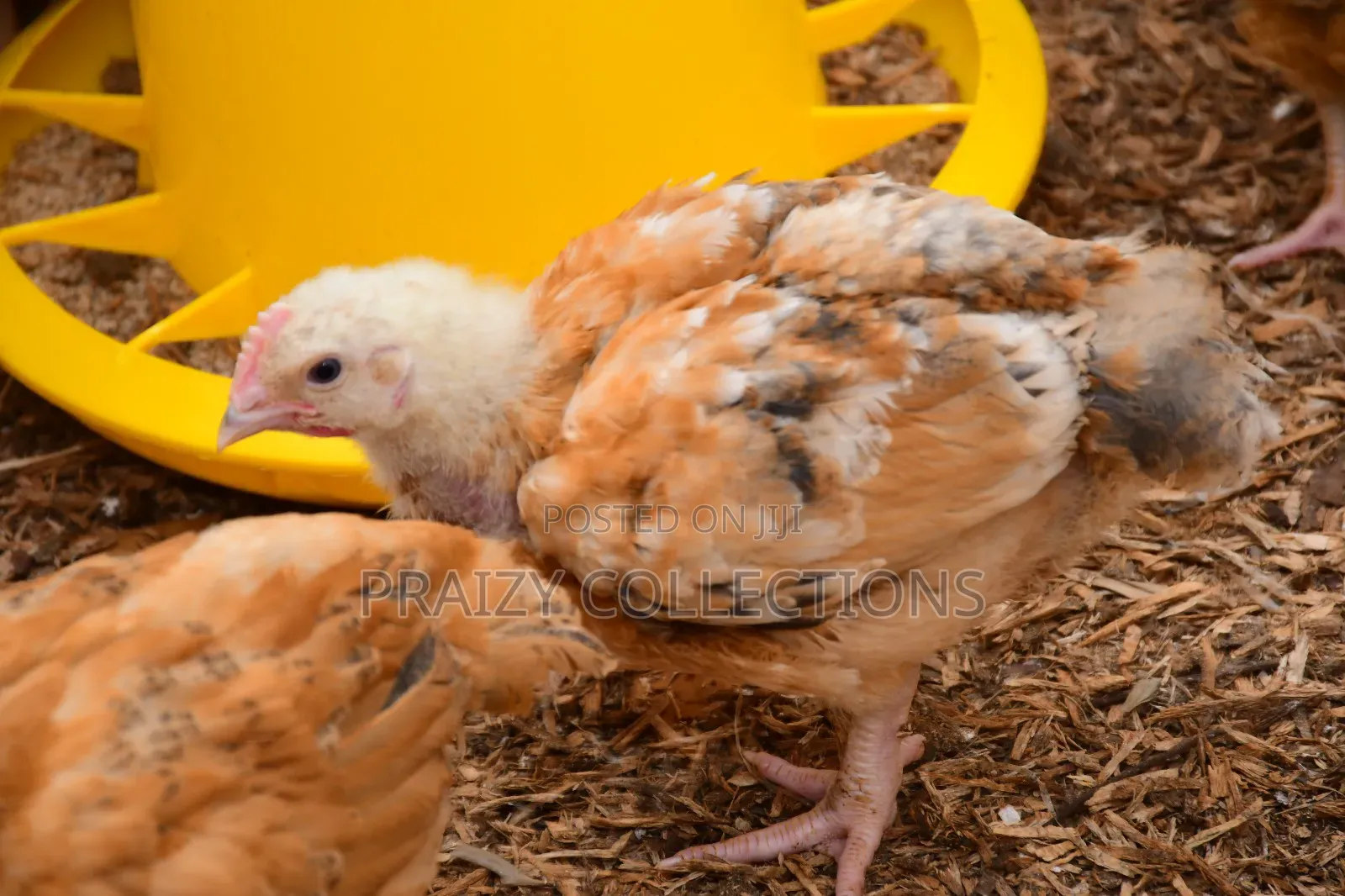 Kenbro Chicks -Improved Kienyenji