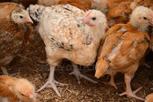 Kenbro Chicks -Improved Kienyenji
