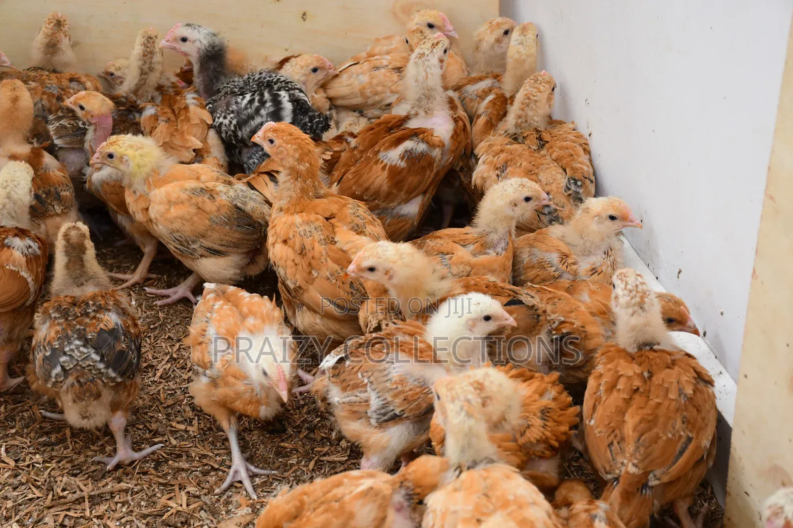 Kenbro Chicks -Improved Kienyenji
