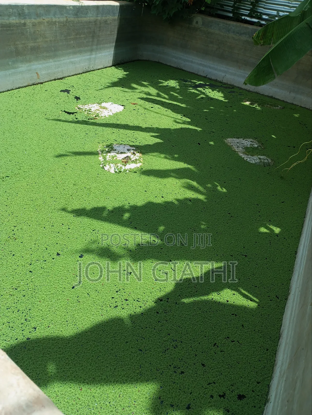 Pinnata Azolla