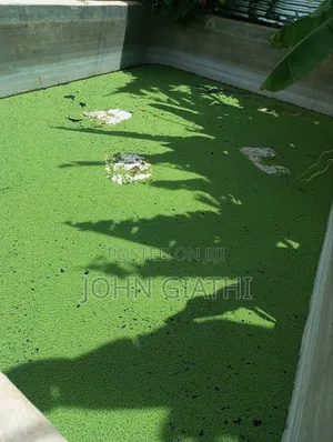 Pinnata Azolla