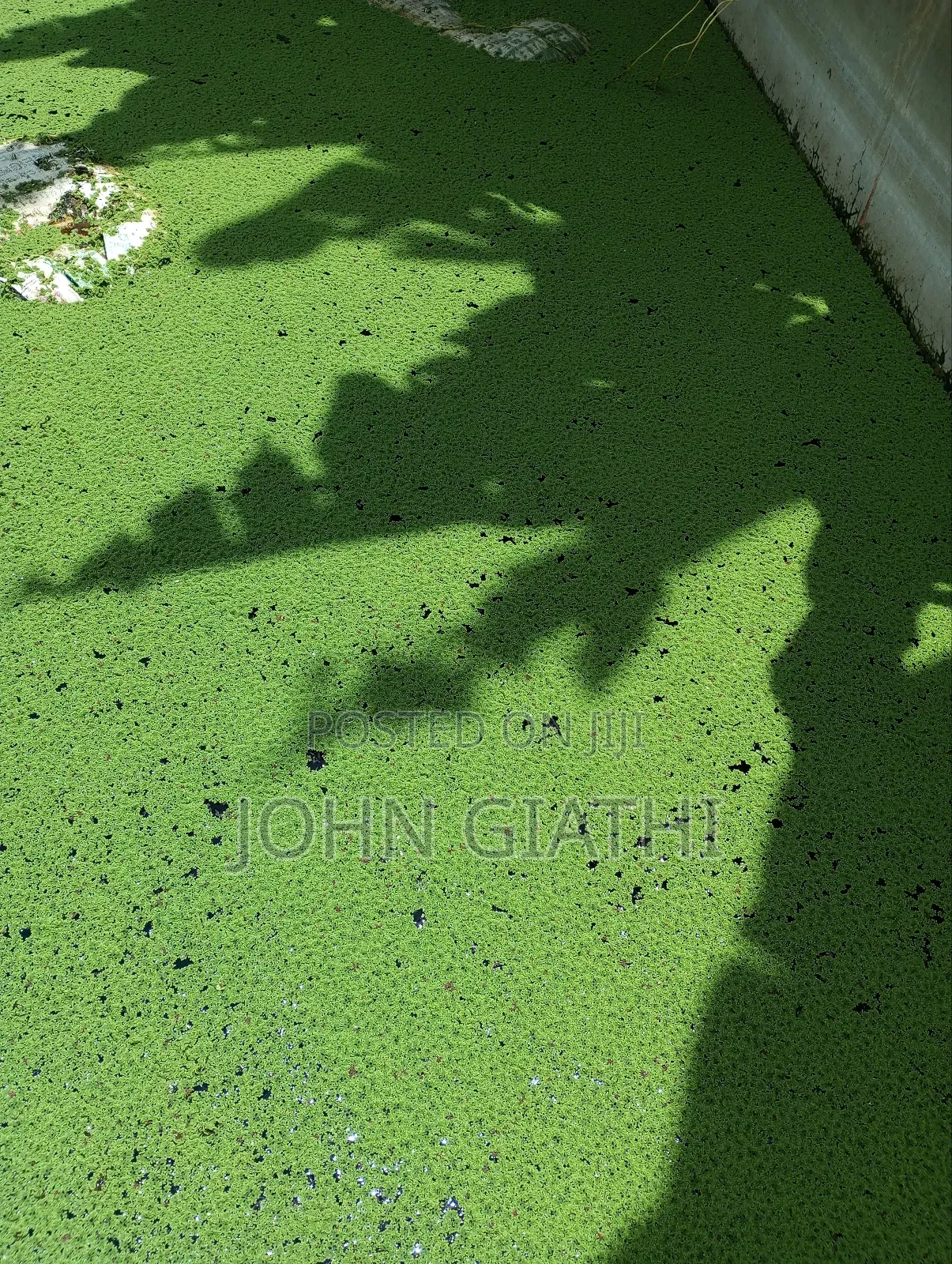 Pinnata Azolla