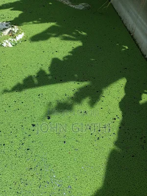 Pinnata Azolla