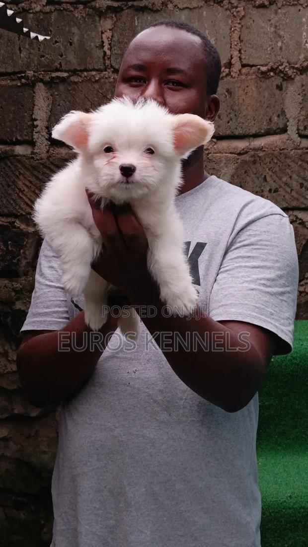 1-3 months Male Purebred Havanese