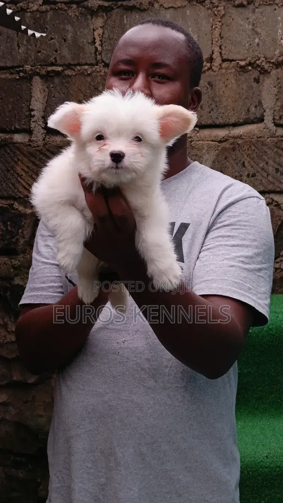 1-3 months Male Purebred Havanese