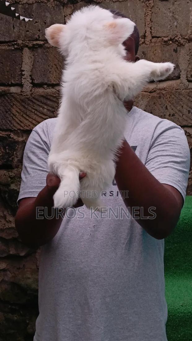 1-3 months Male Purebred Havanese - thumbnail 2