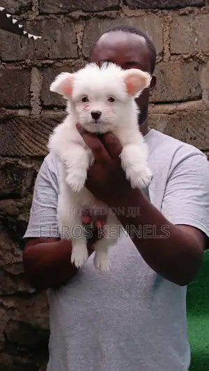 1-3 months Male Purebred Havanese