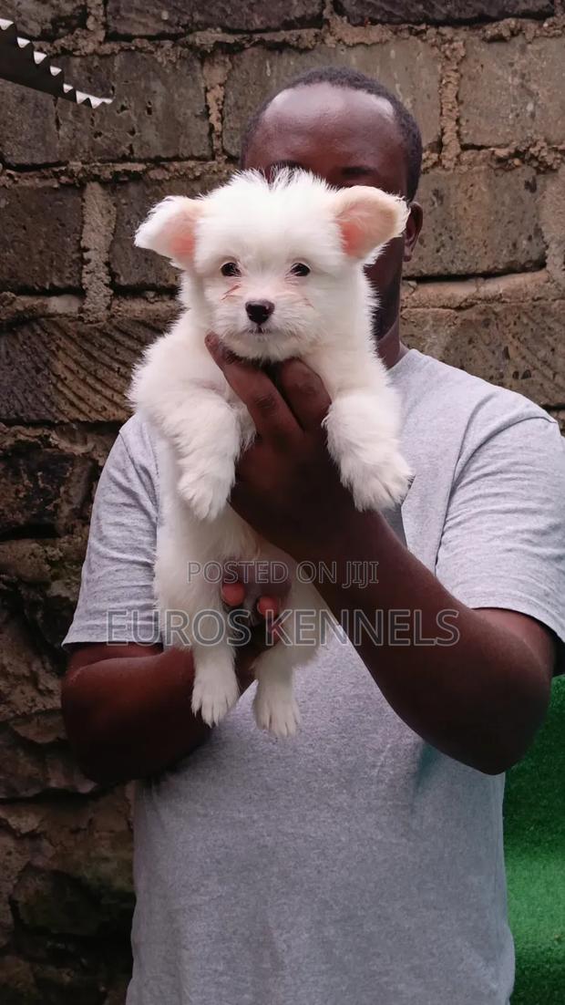 1-3 months Male Purebred Havanese - thumbnail 3