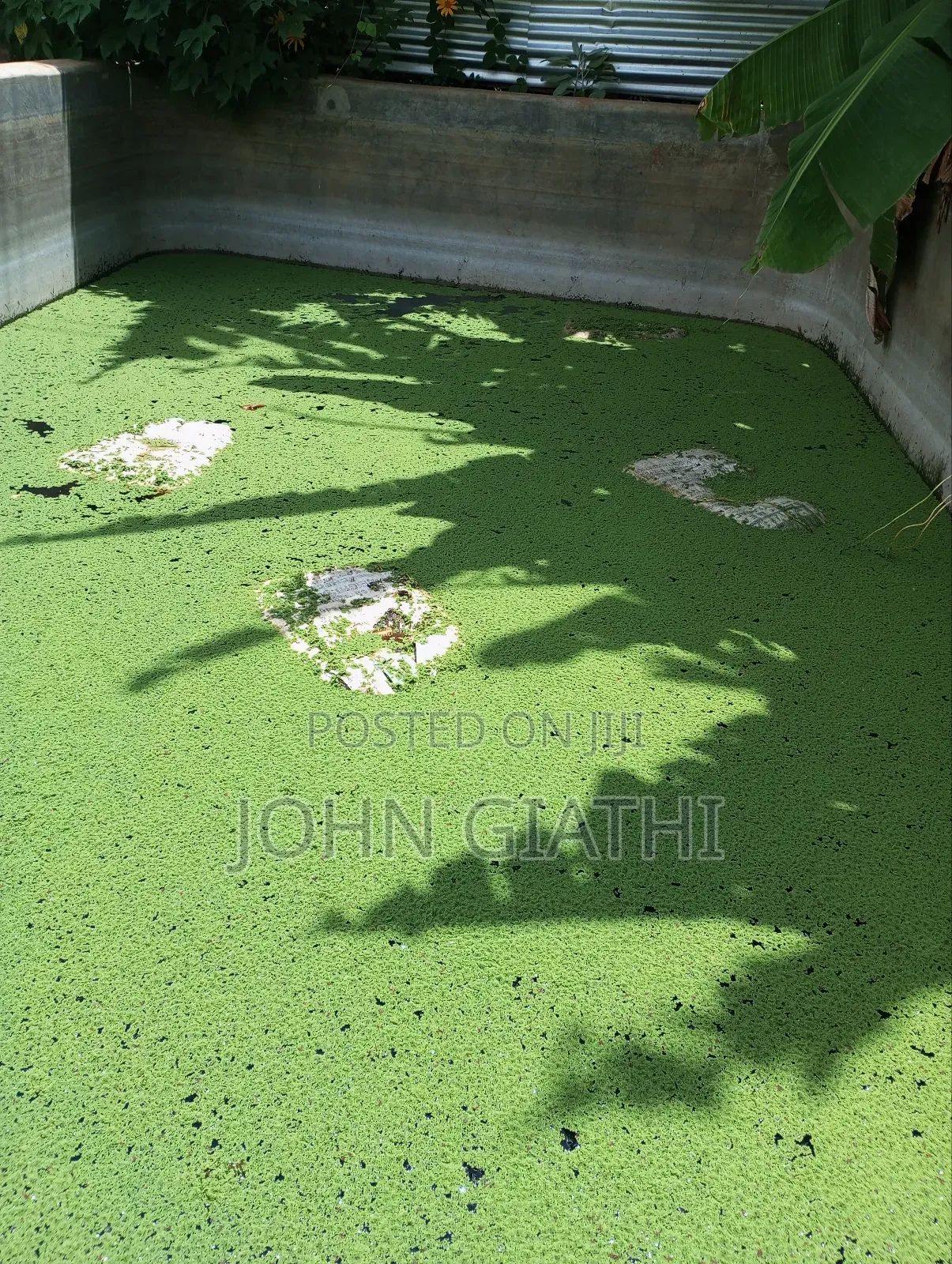 Pinnata Azolla