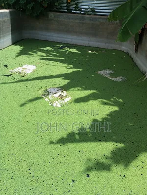 Pinnata Azolla