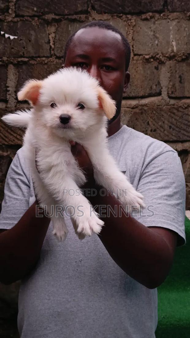 1-3 months Male Purebred Havanese - thumbnail 2