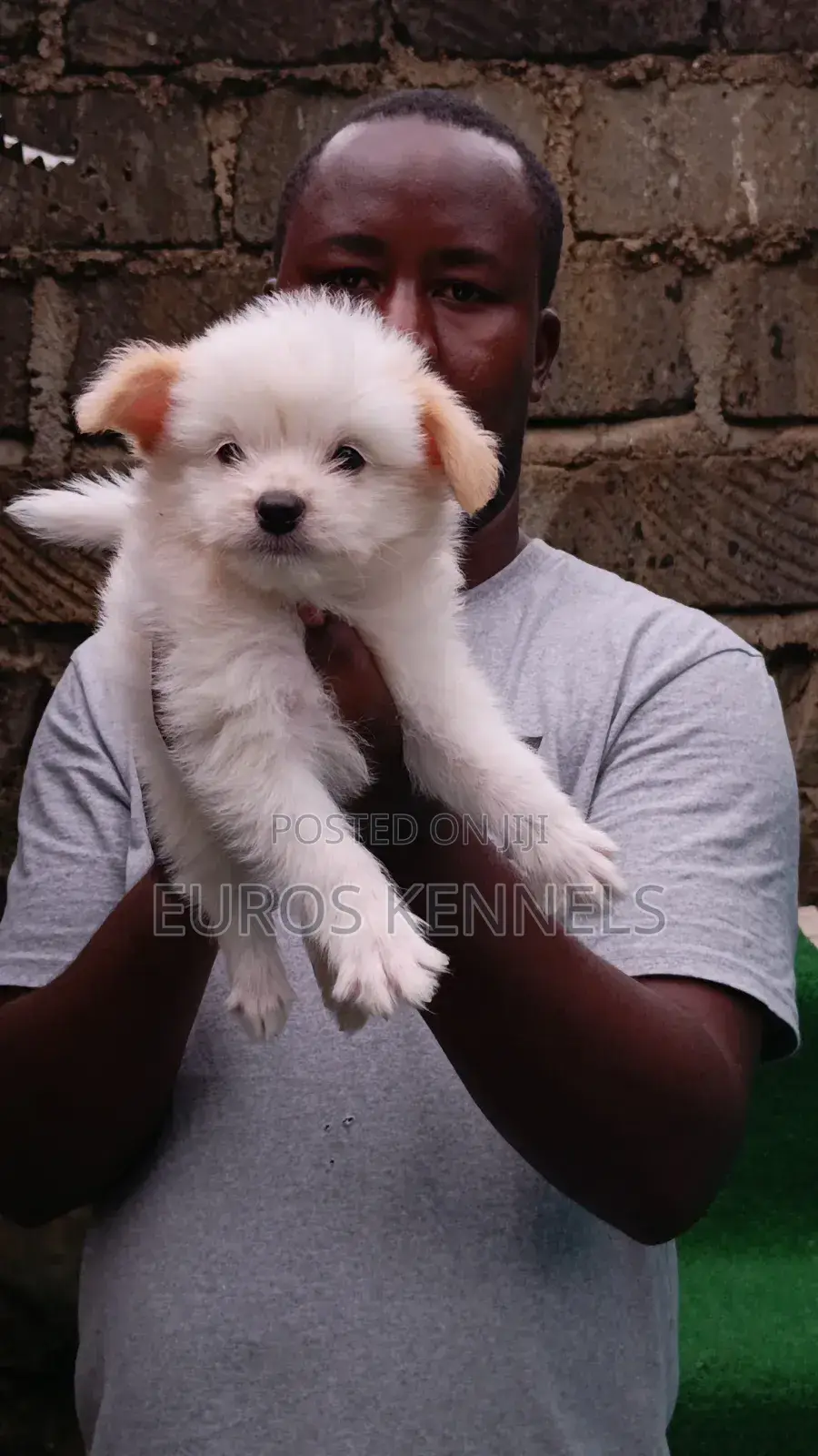1-3 months Male Purebred Havanese