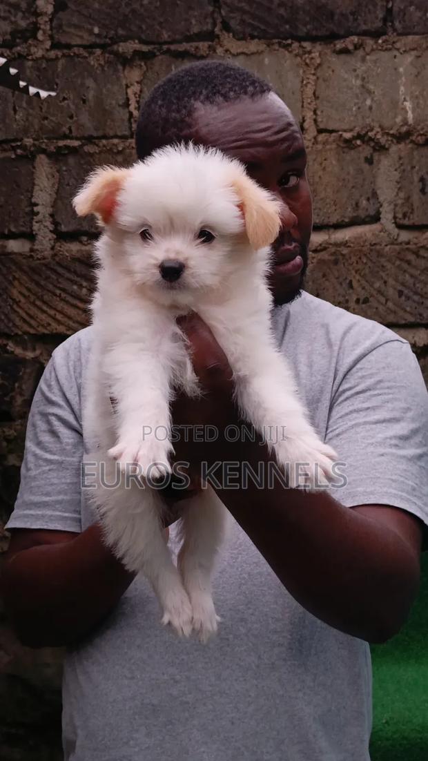1-3 months Male Purebred Havanese - thumbnail 3