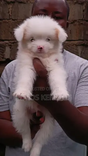1-3 months Male Purebred Havanese