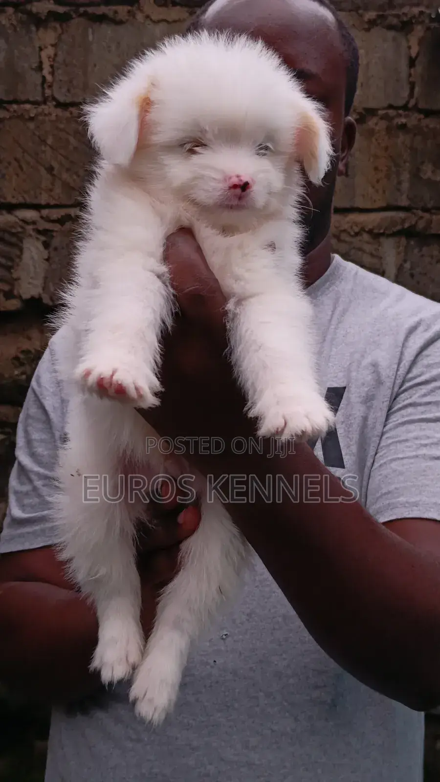 1-3 months Male Purebred Havanese