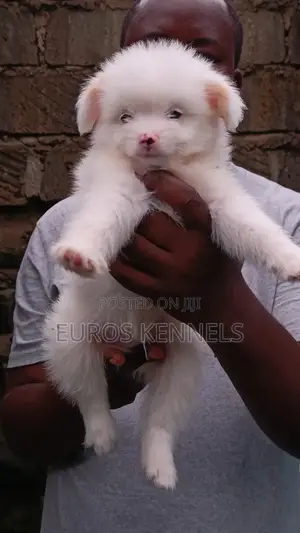 1-3 months Male Purebred Havanese