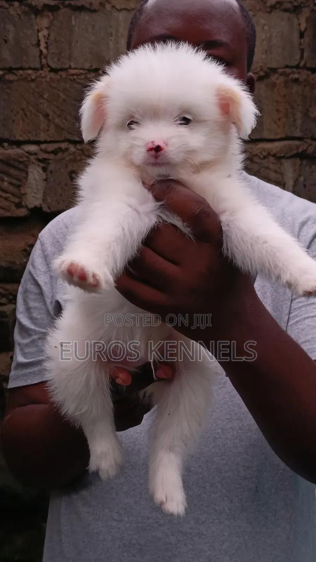 1-3 months Male Purebred Havanese - thumbnail 3