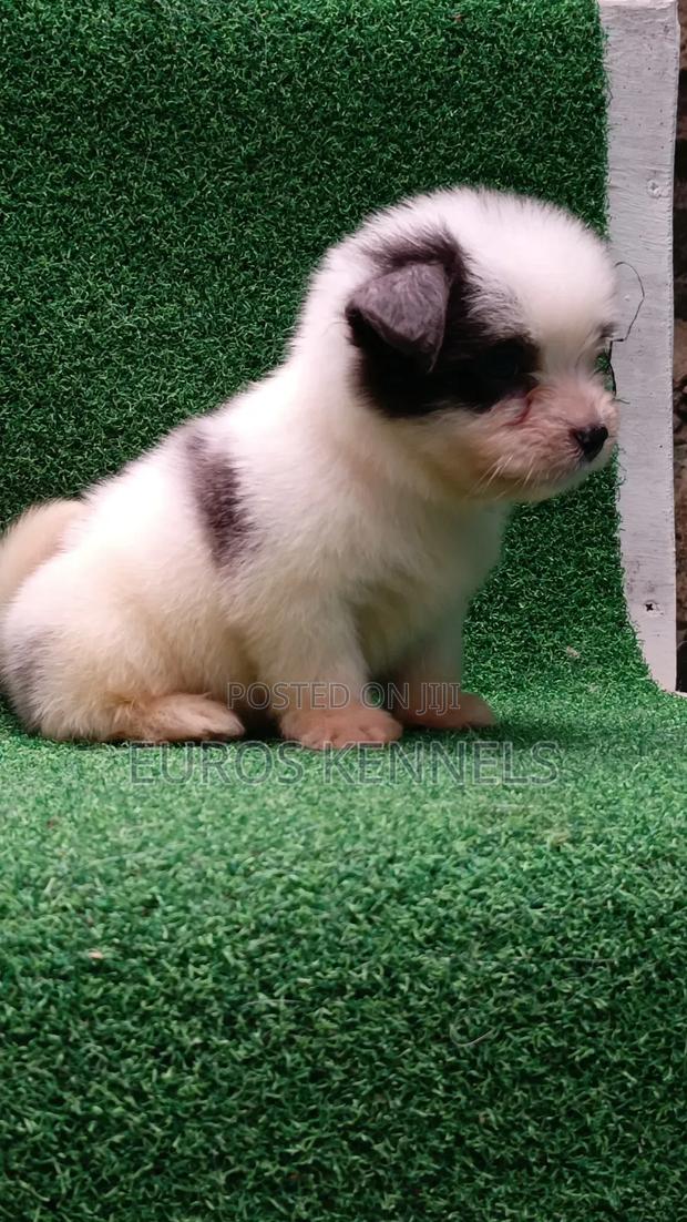 1-3 months Male Purebred Havanese