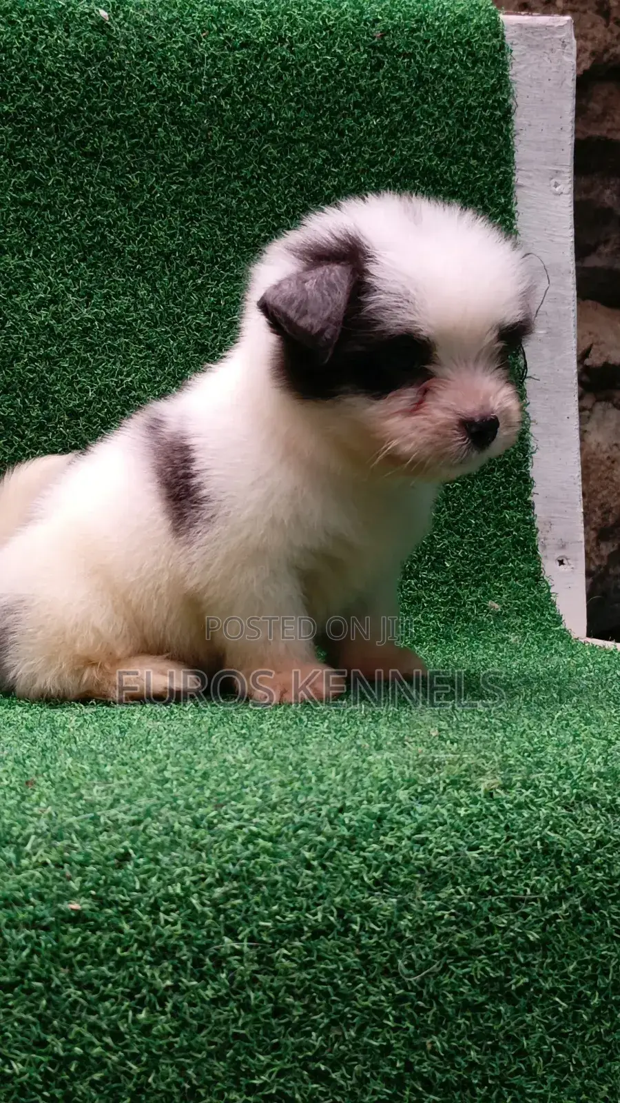 1-3 months Male Purebred Havanese