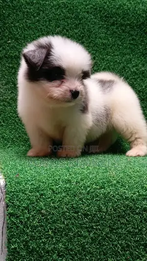 1-3 months Male Purebred Havanese