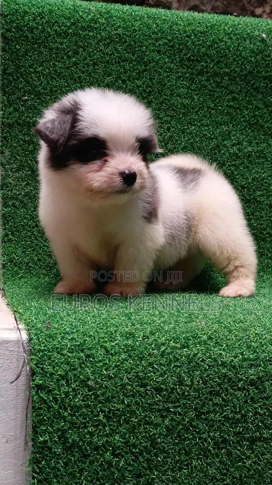 1-3 months Male Purebred Havanese