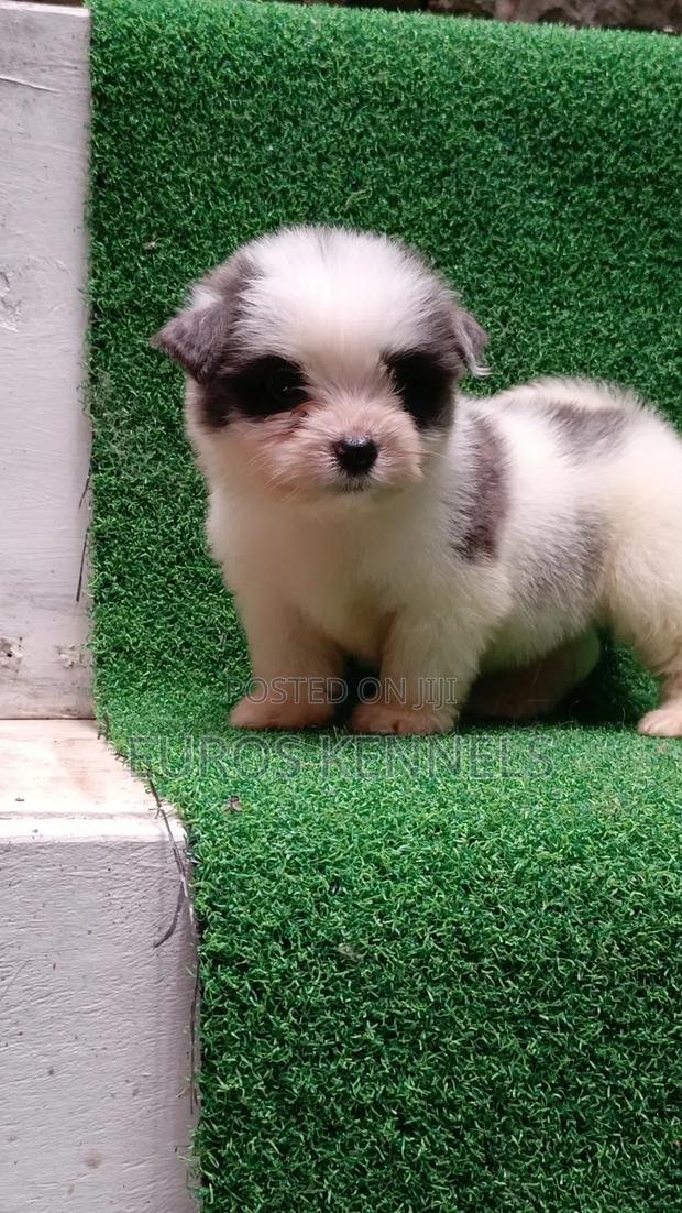 1-3 months Male Purebred Havanese - thumbnail 5