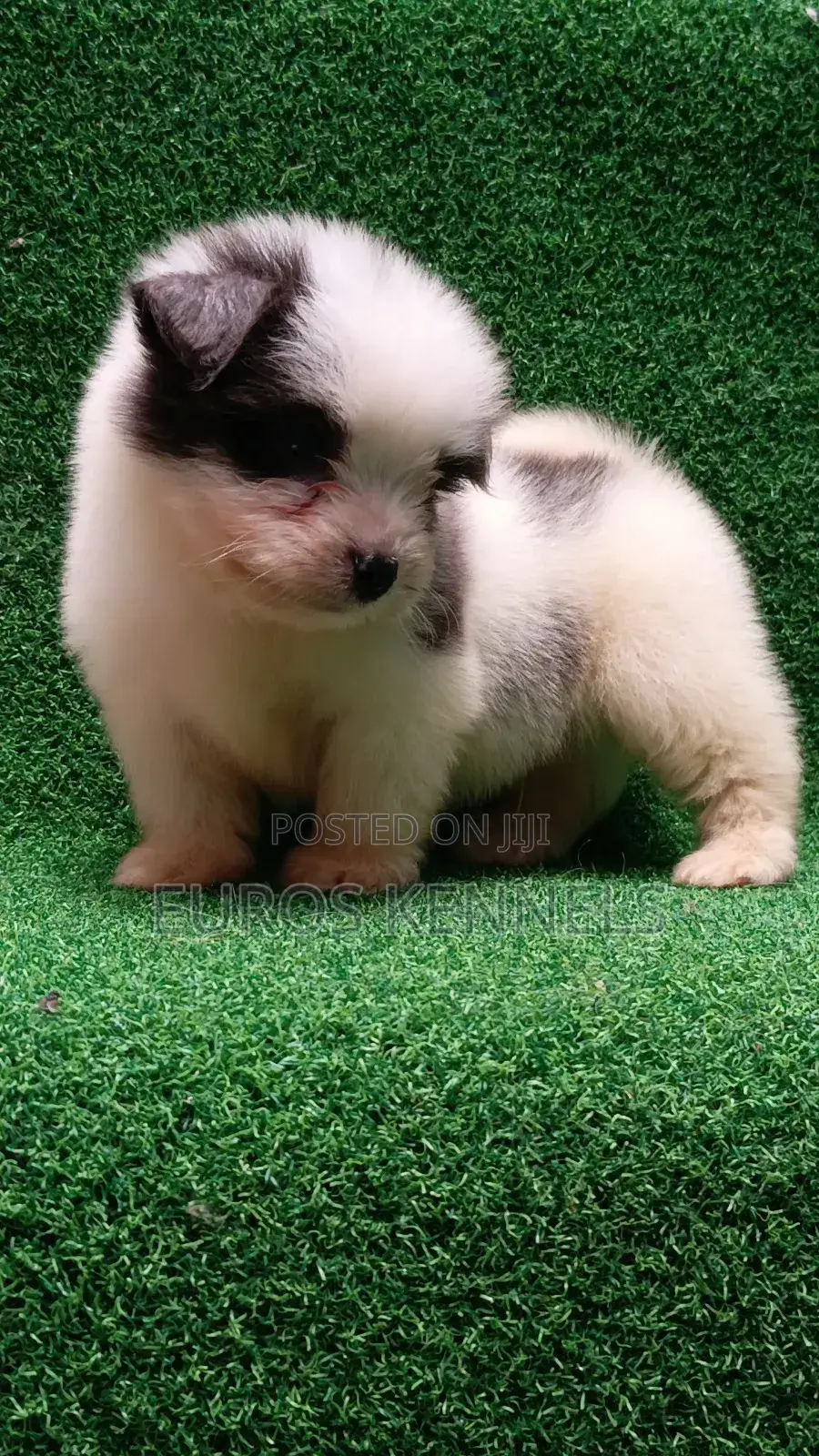 1-3 months Male Purebred Havanese