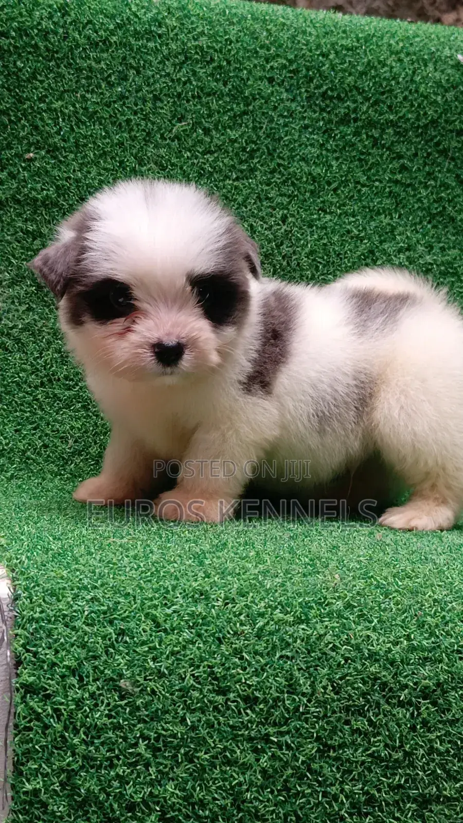 1-3 months Male Purebred Havanese