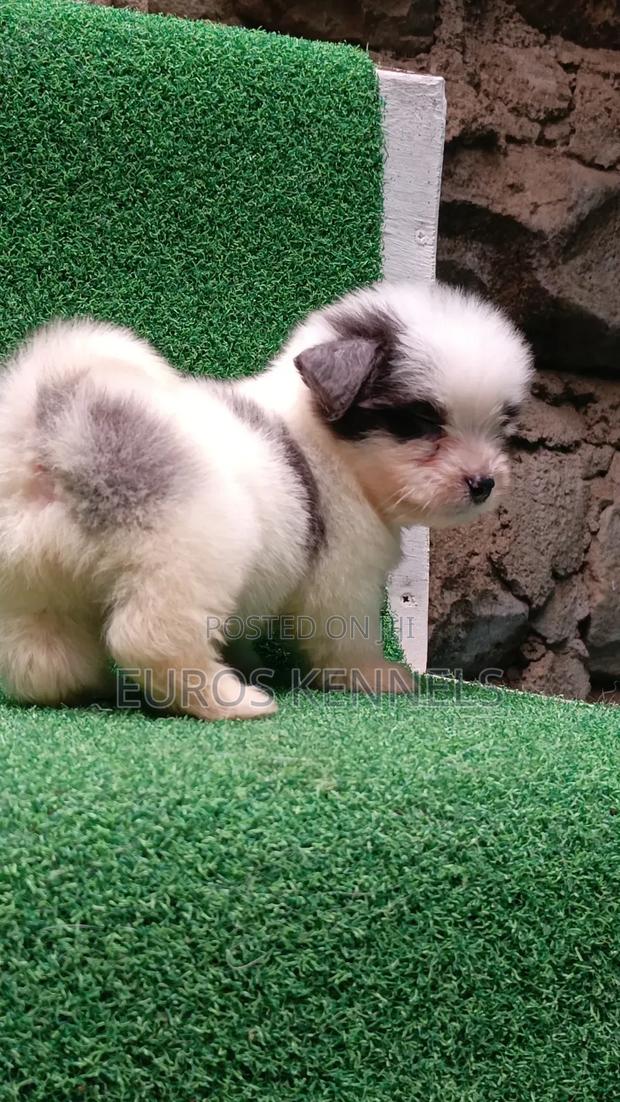 1-3 months Male Purebred Havanese - thumbnail 8