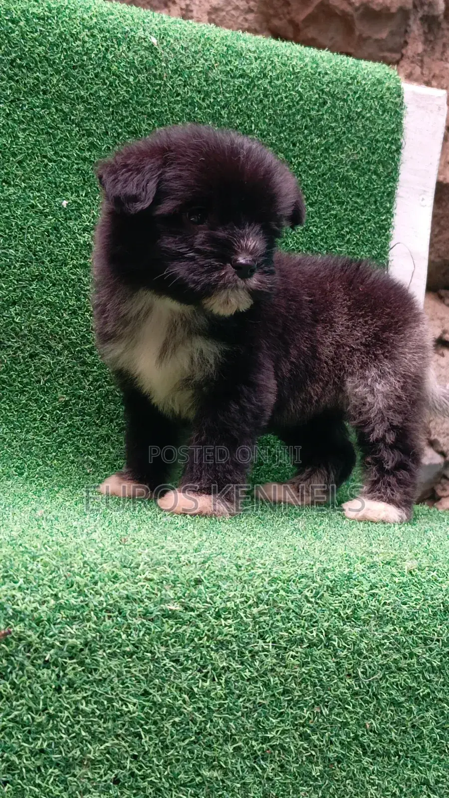 1-3 months Female Purebred Havanese
