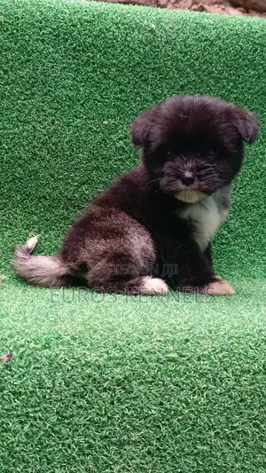 1-3 months Female Purebred Havanese