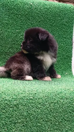 1-3 months Female Purebred Havanese