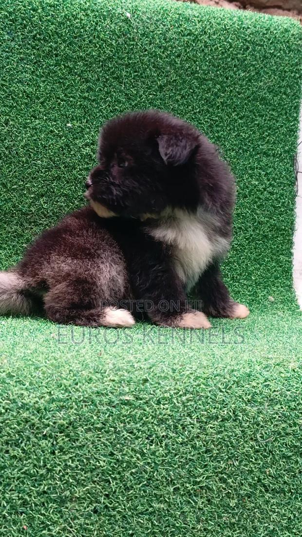 1-3 months Female Purebred Havanese - thumbnail 3