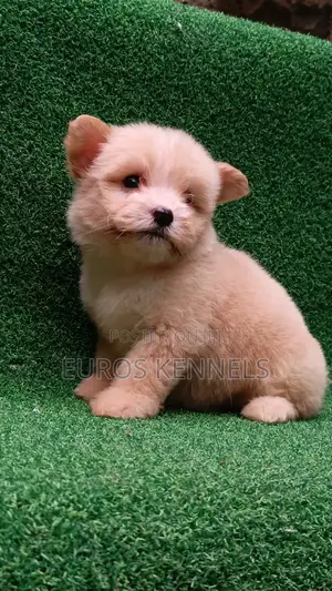 1-3 months Female Purebred Havanese
