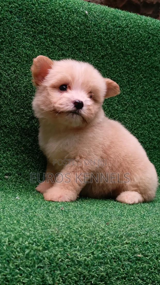 1-3 months Female Purebred Havanese
