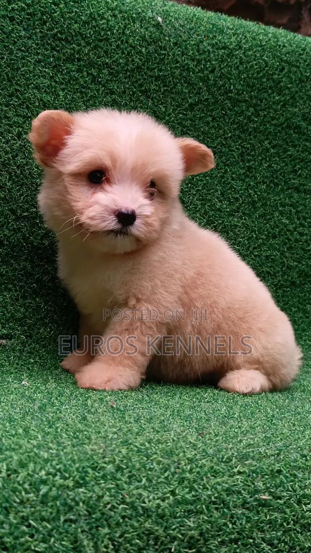 1-3 months Female Purebred Havanese - thumbnail 2