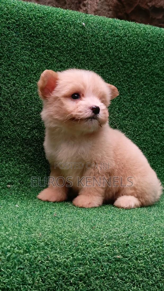 1-3 months Female Purebred Havanese - thumbnail 3