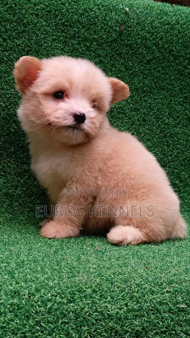 1-3 months Female Purebred Havanese - thumbnail 4