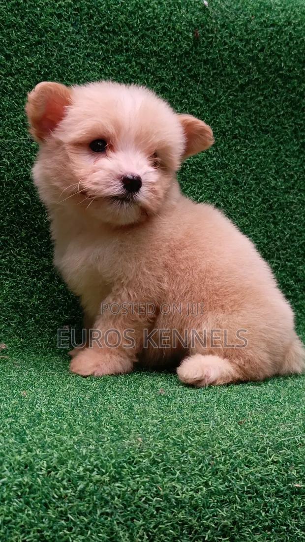 1-3 months Female Purebred Havanese - thumbnail 5