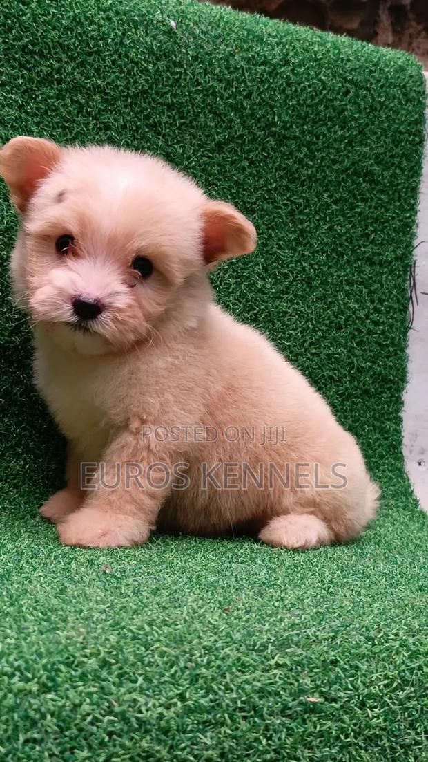 1-3 months Female Purebred Havanese - thumbnail 6