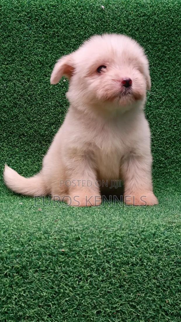 1-3 months Female Purebred Havanese - main view