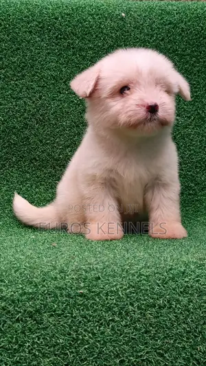 1-3 months Female Purebred Havanese