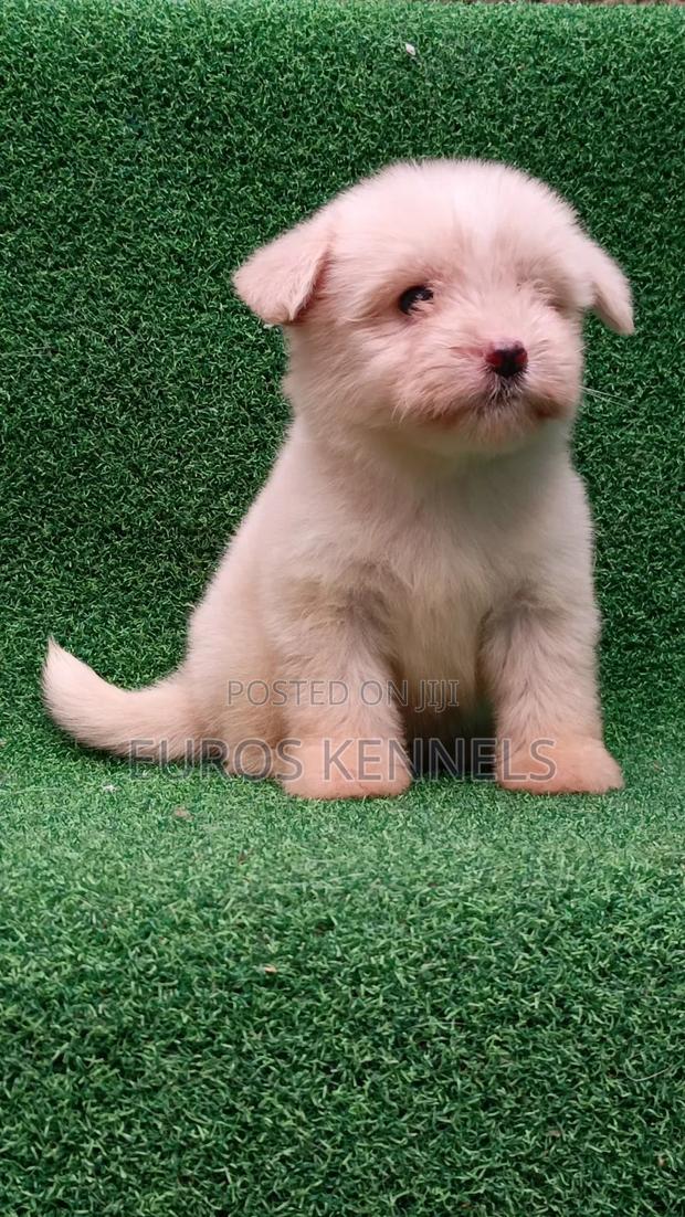 1-3 months Female Purebred Havanese - thumbnail 2