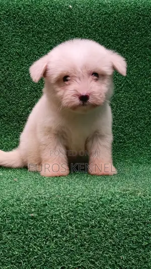 1-3 months Female Purebred Havanese