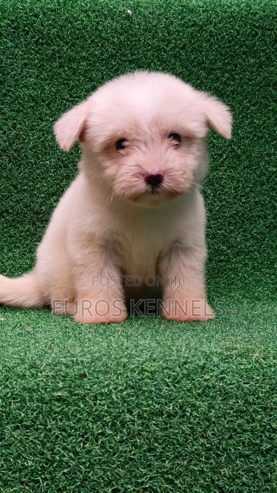 1-3 months Female Purebred Havanese