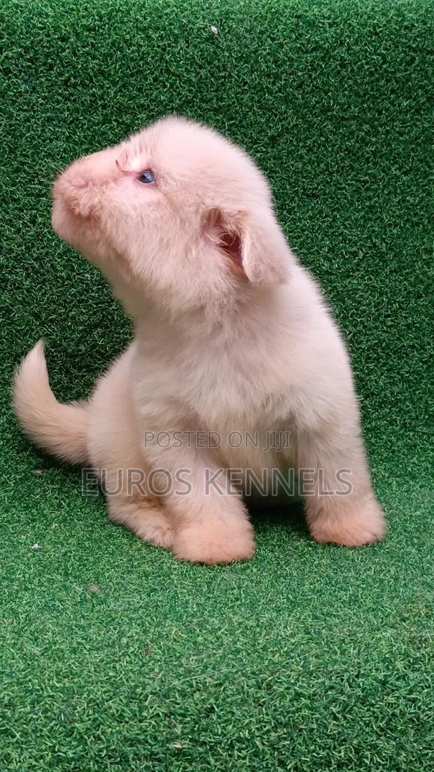 1-3 months Female Purebred Havanese - thumbnail 4