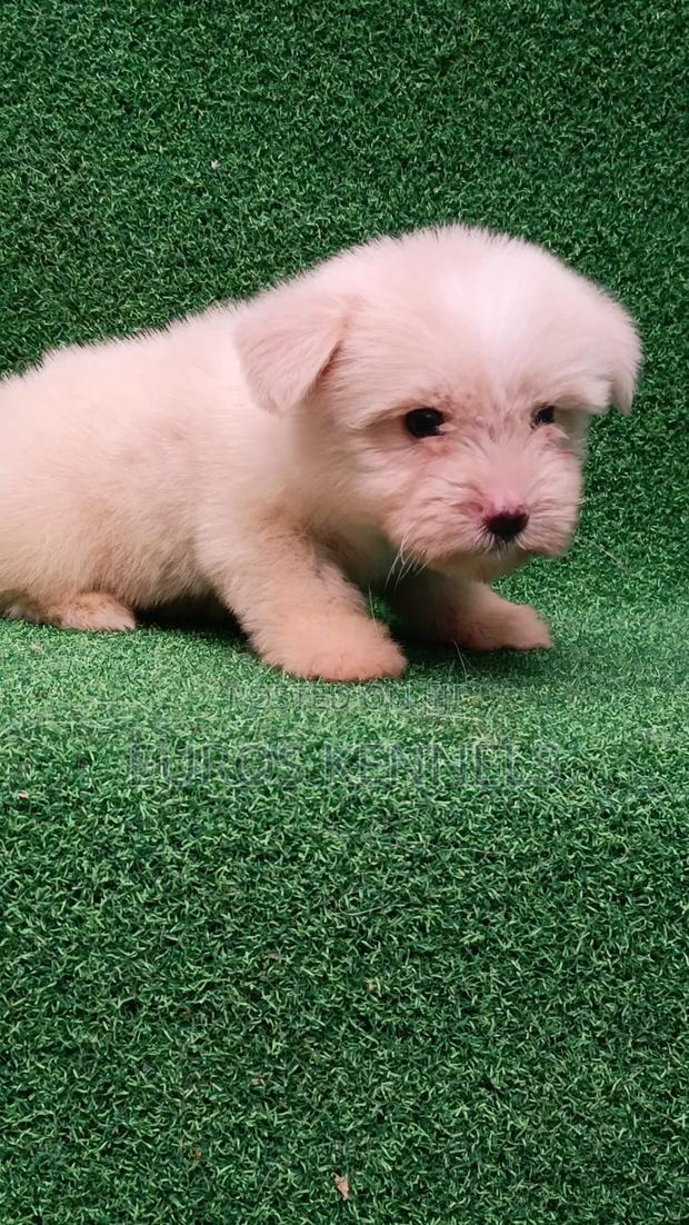 1-3 months Female Purebred Havanese - thumbnail 5